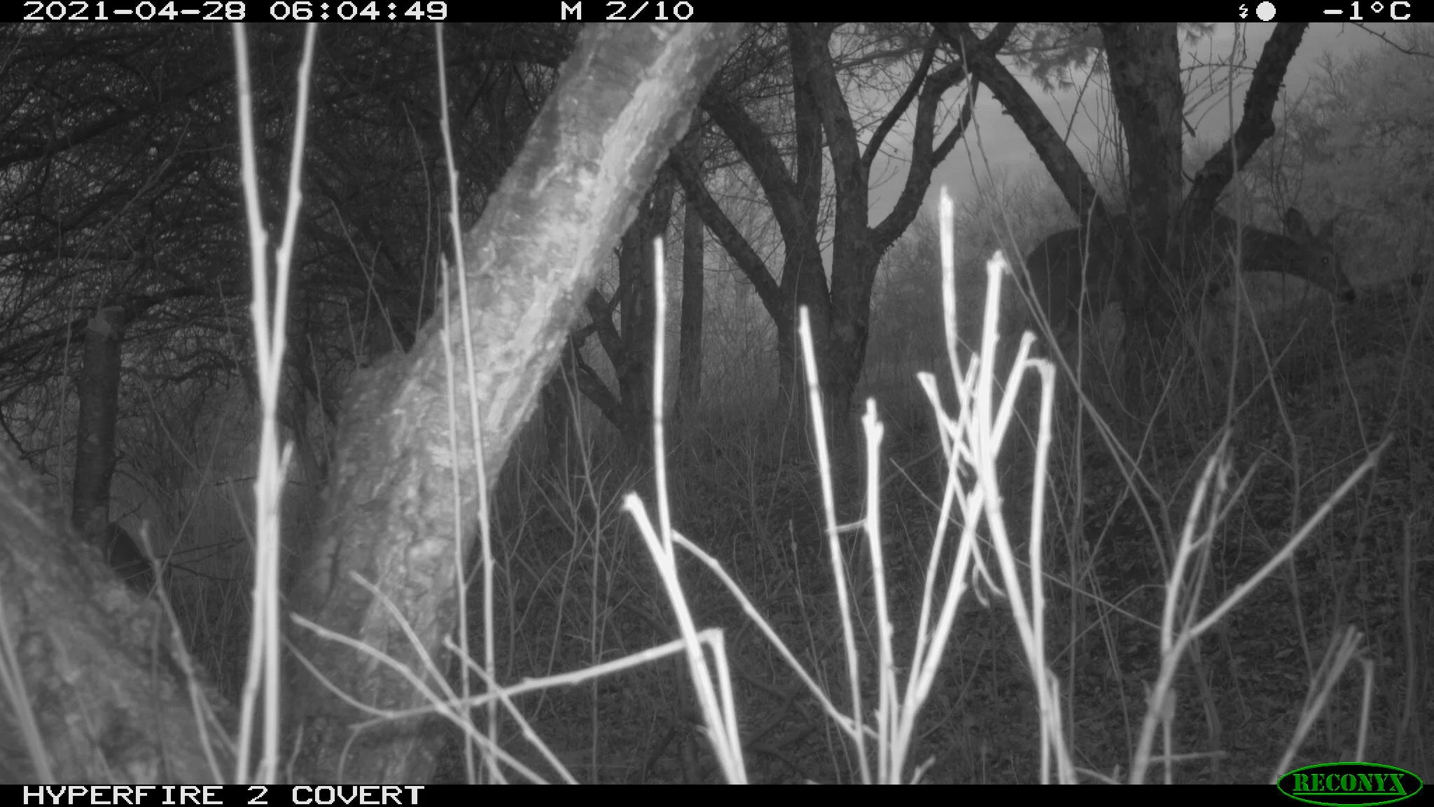 White-tailed deer, Odocoileus virginianus