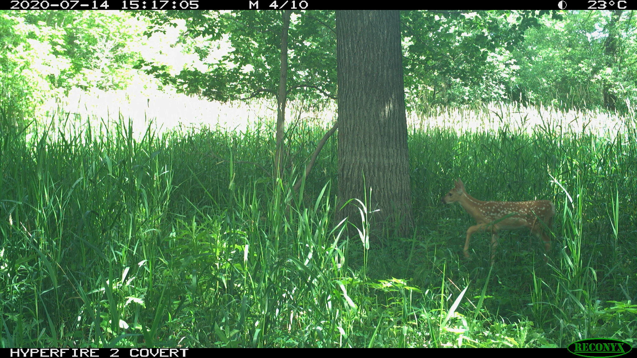 White-tailed deer, Odocoileus virginianus
