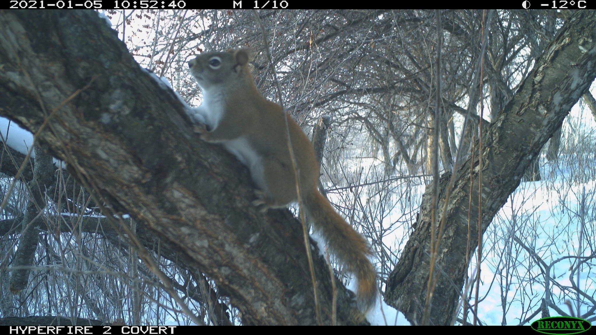 Red squirrel, Tamiasciurus hudsonicus