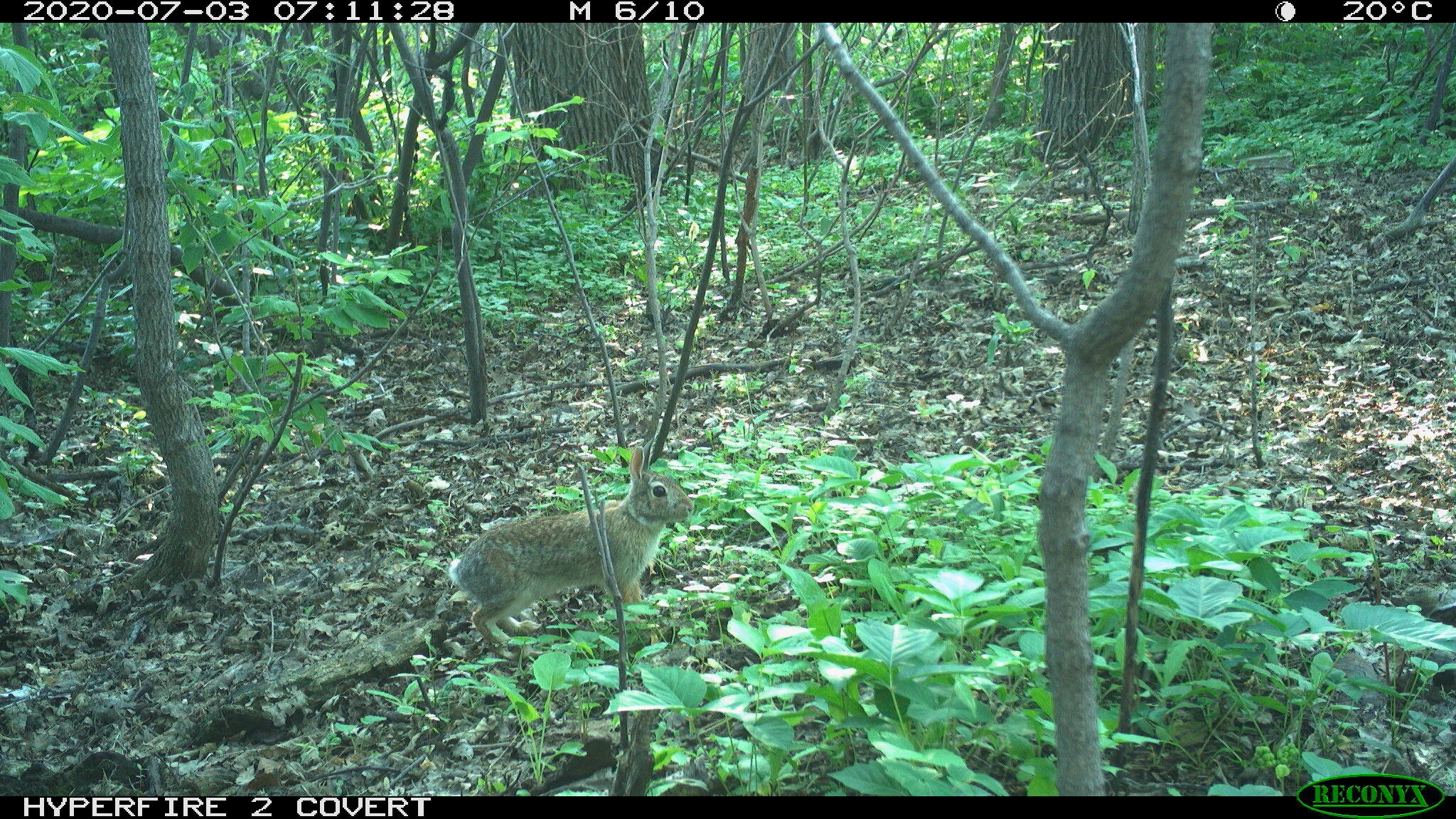Eastern cottontail rabbit, Sylvilagus floridanus