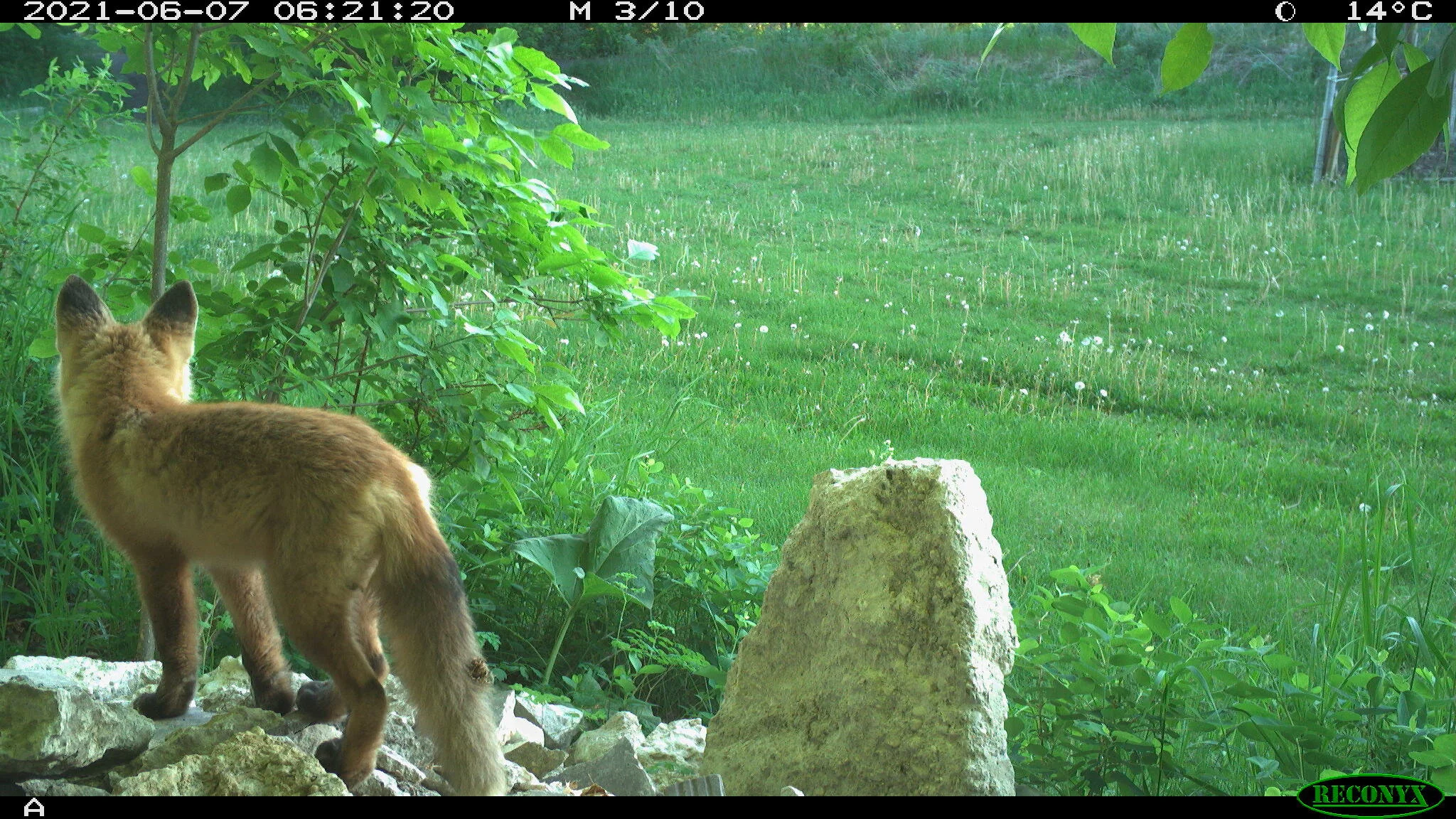 Juvenile red fox, Vulpes vulpes