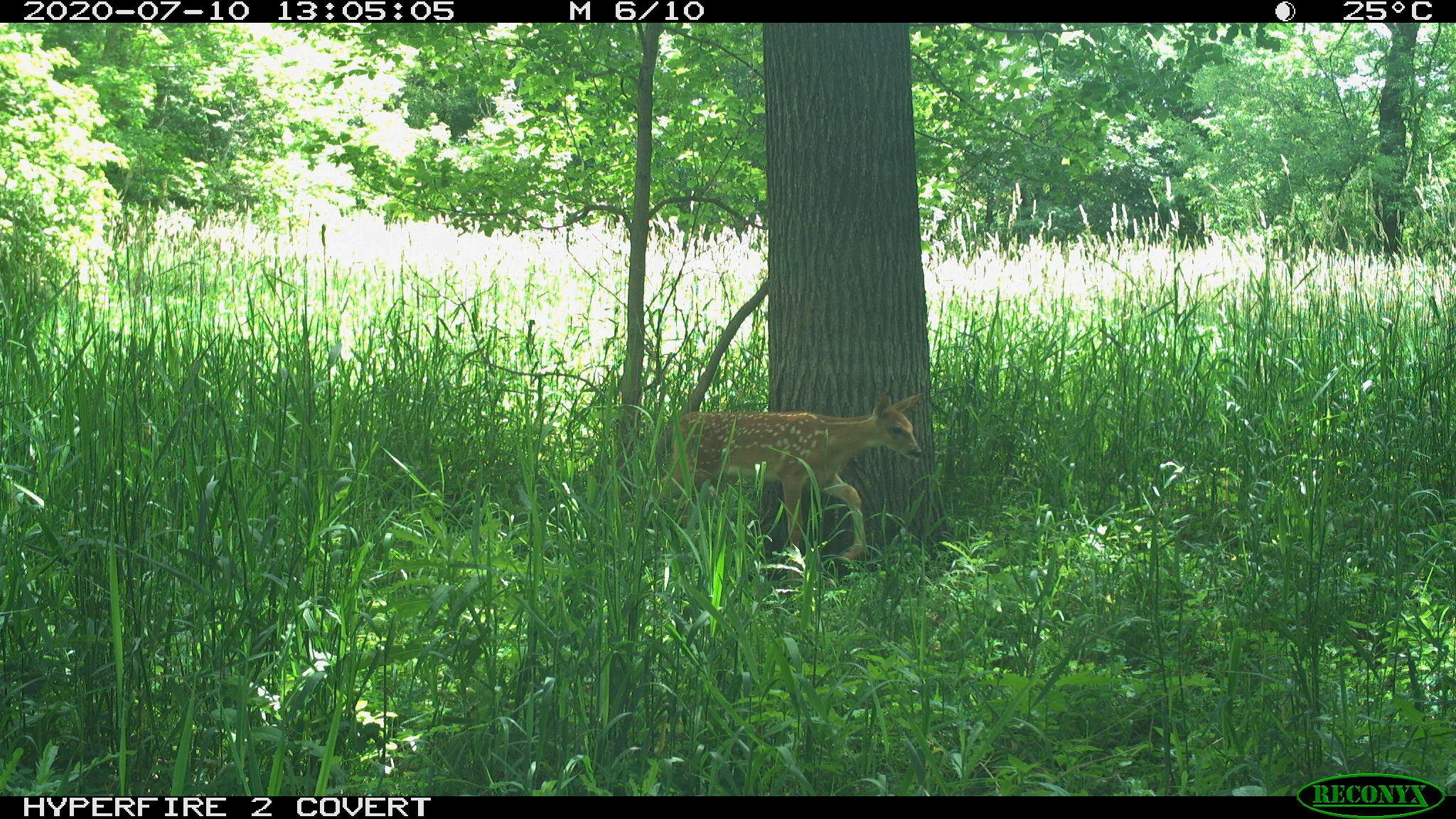 White-tailed deer, Odocoileus virginianus