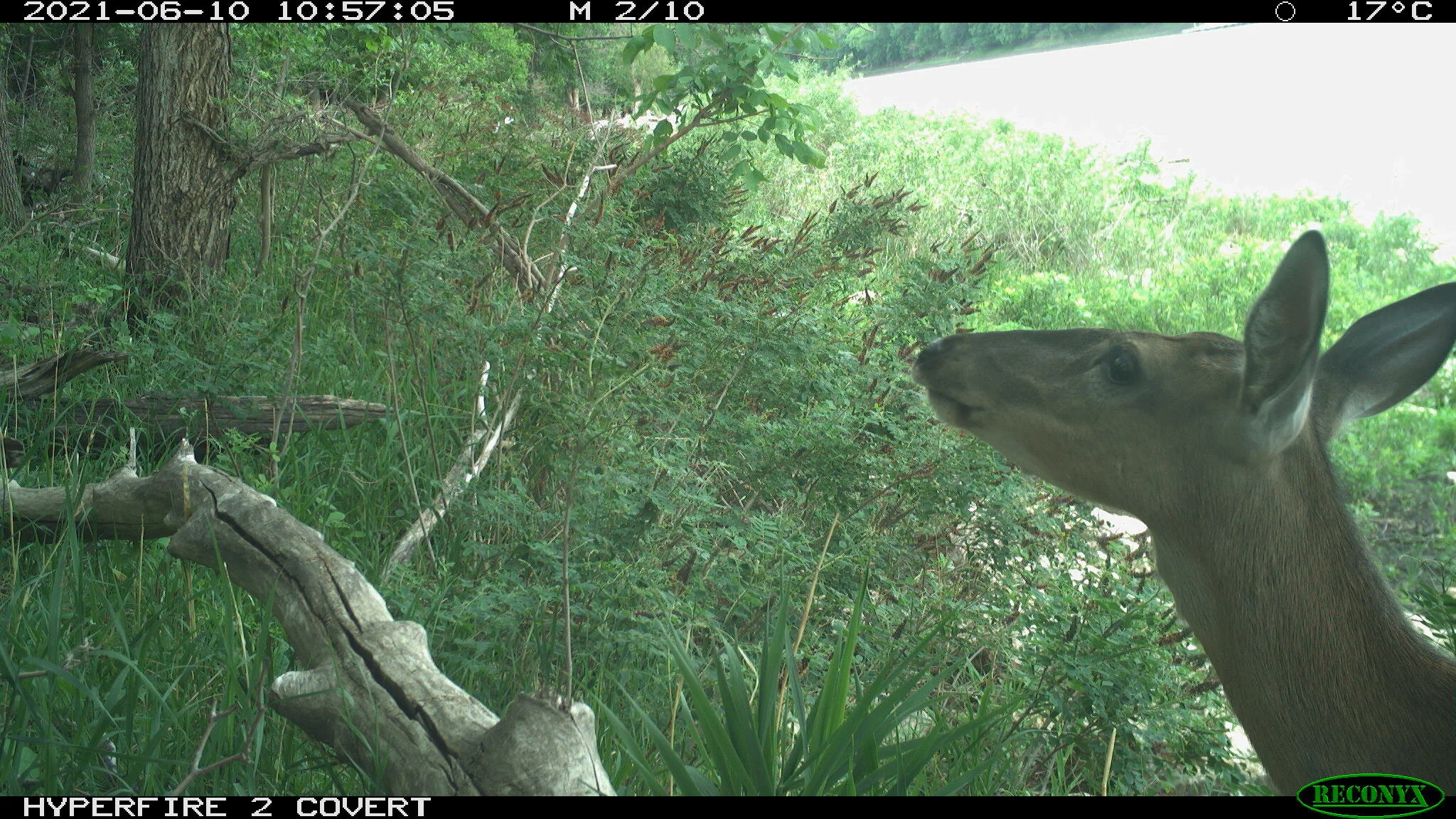 White-tailed deer, Odocoileus virginianus