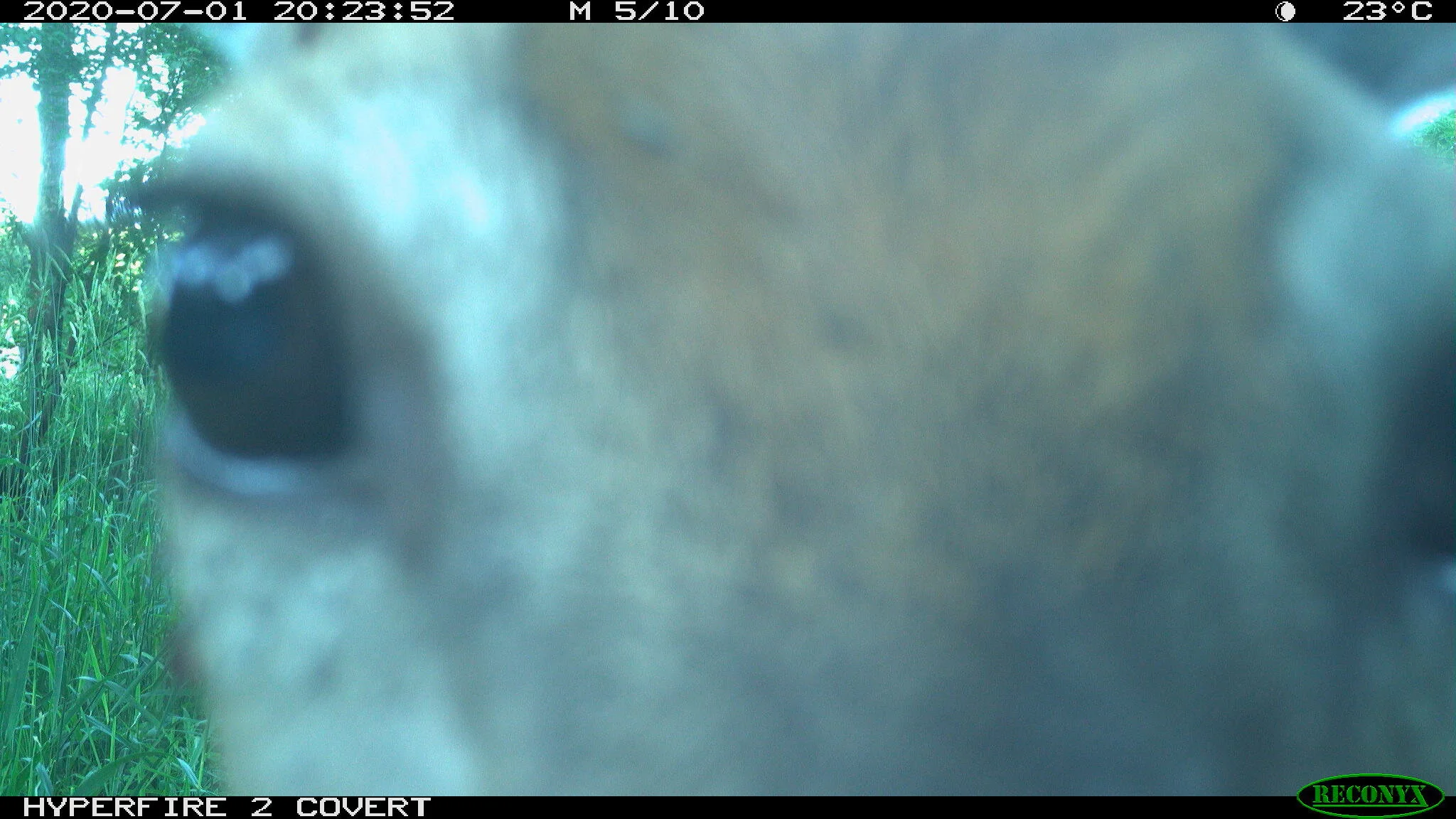 White-tailed deer, Odocoileus virginianus