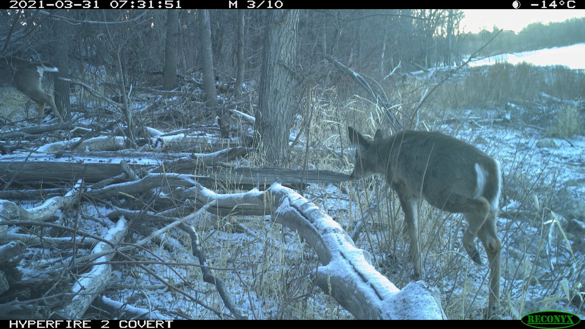 White-tailed deer, Odocoileus virginianus
