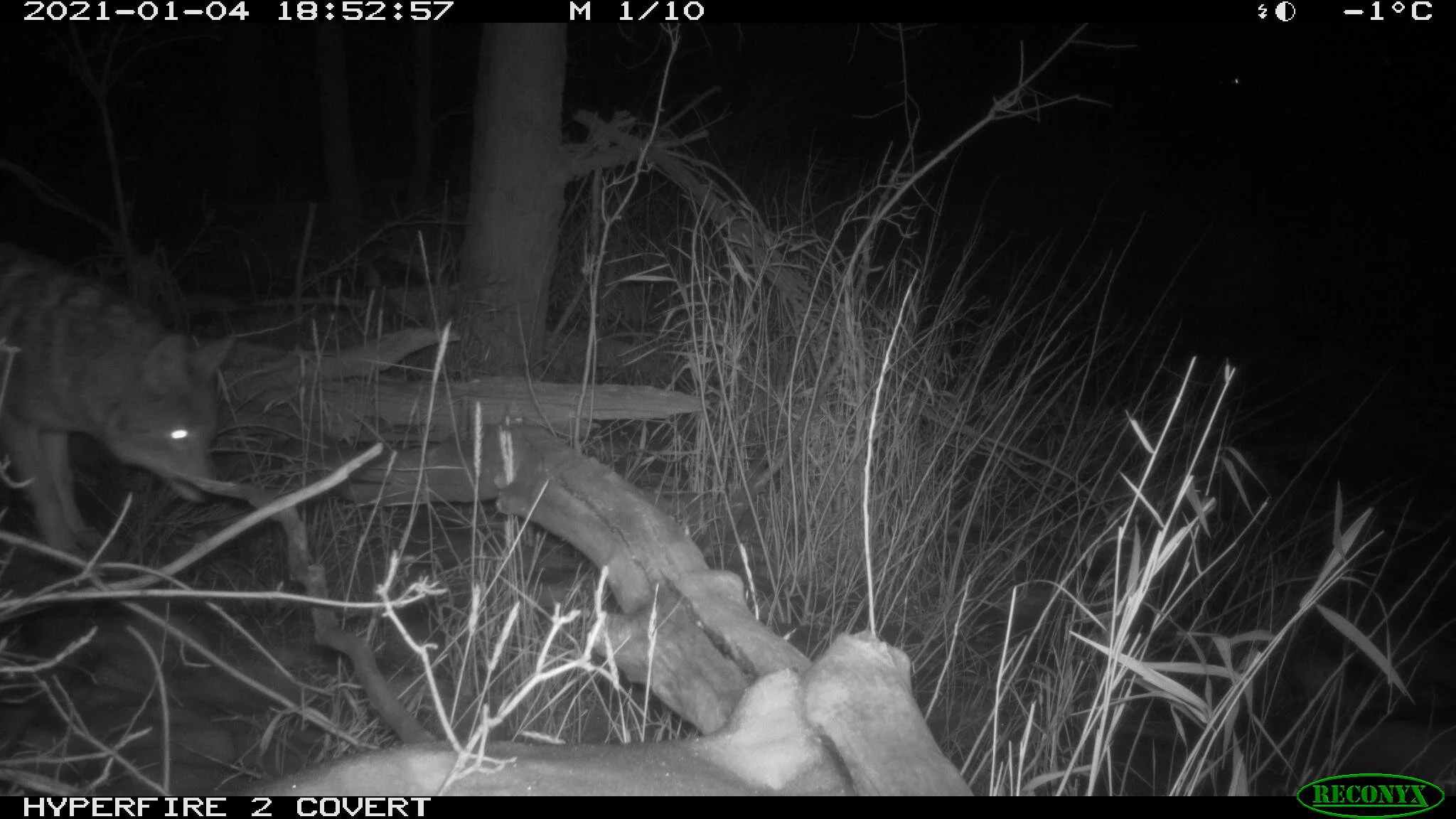 Coyote, Canis latrans