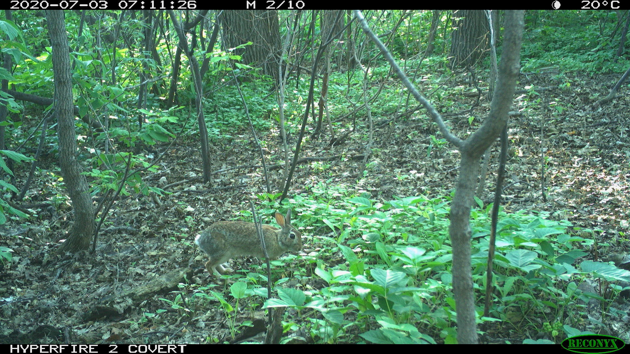 Eastern cottontail rabbit, Sylvilagus floridanus