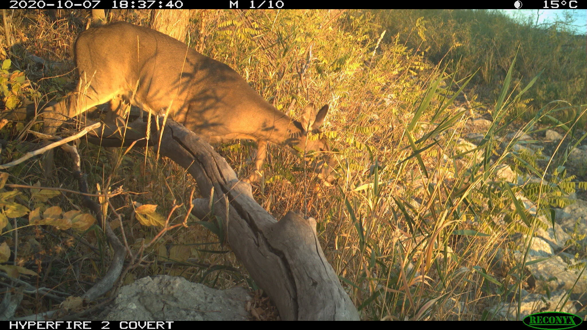 White-tailed deer, Odocoileus virginianus