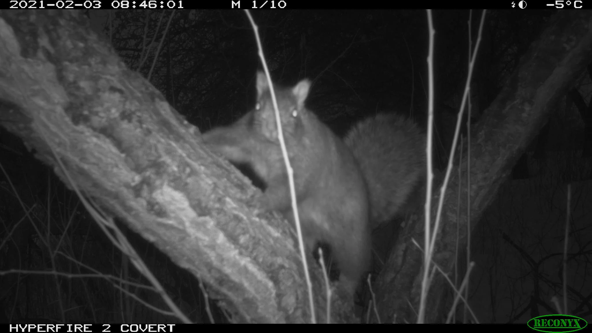 Eastern gray squirrel, Sciurus carolinensis