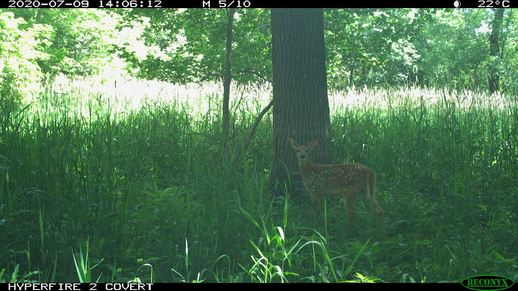 White-tailed deer, Odocoileus virginianus