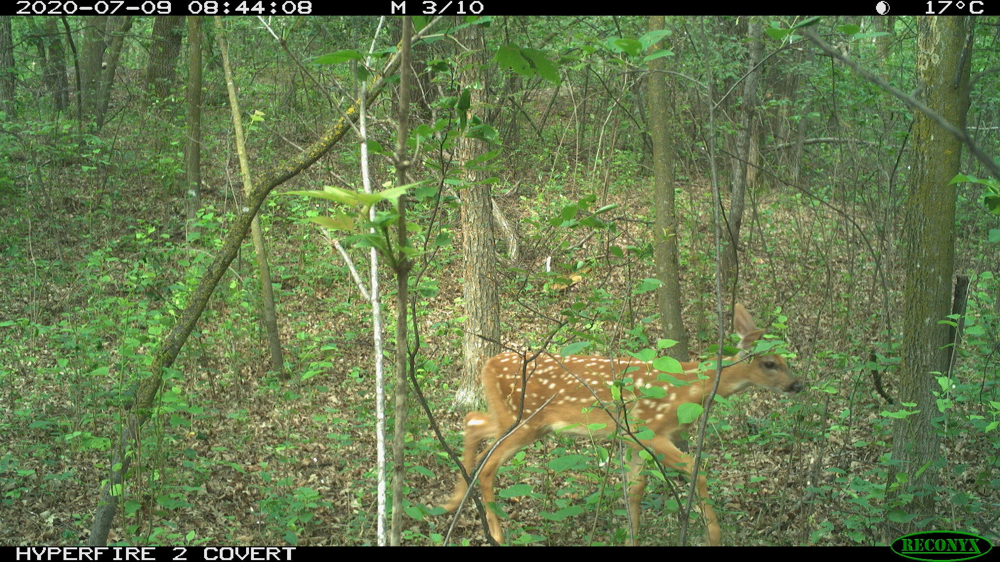 White-tailed deer, Odocoileus virginianus