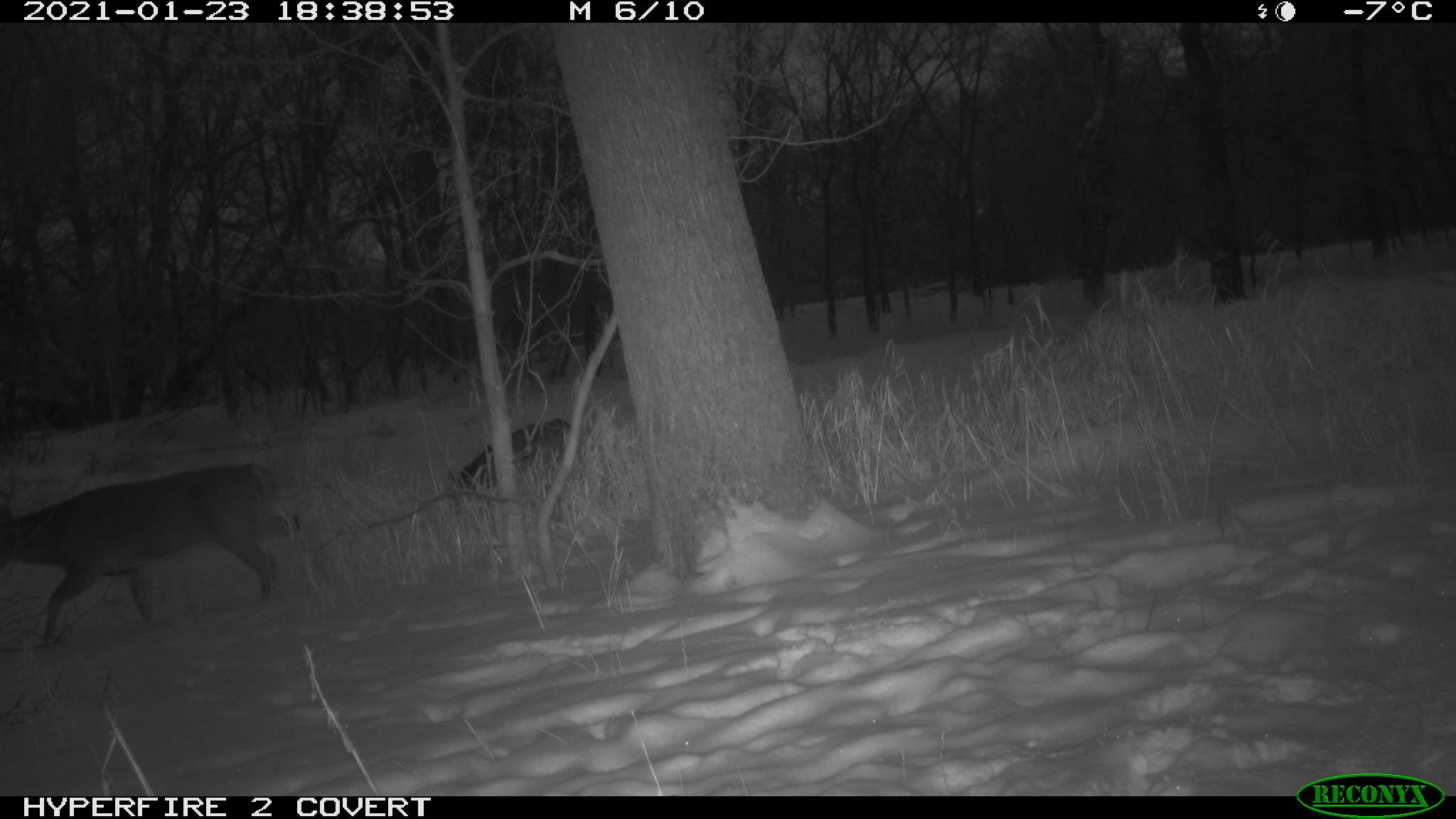 White-tailed deer, Odocoileus virginianus