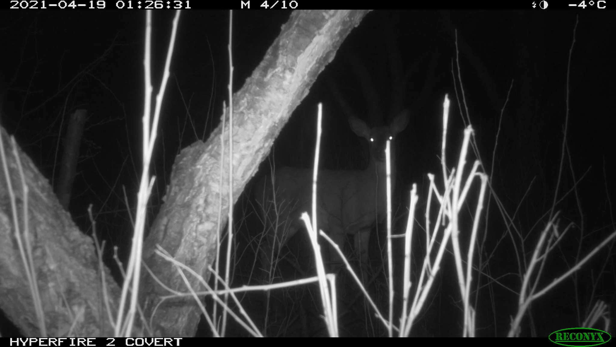White-tailed deer, Odocoileus virginianus