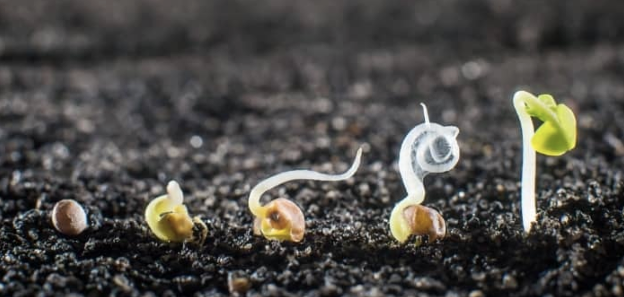 5 stages of seedlings from seed to small tiny plant.