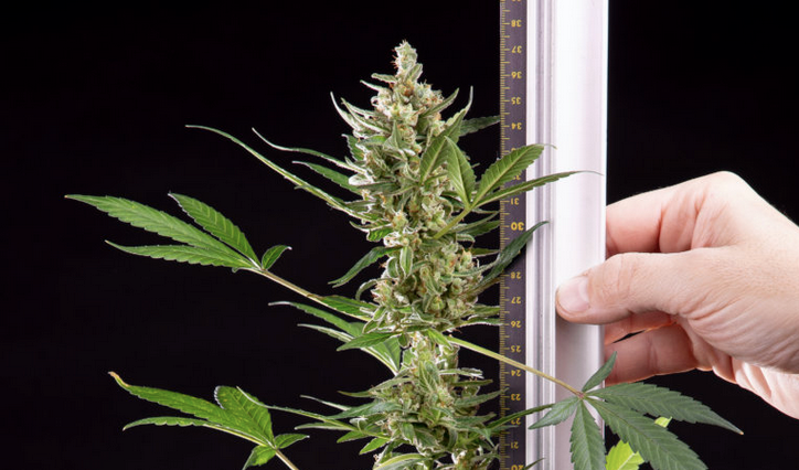 A ruler next to a stalk of cannabis on a black background