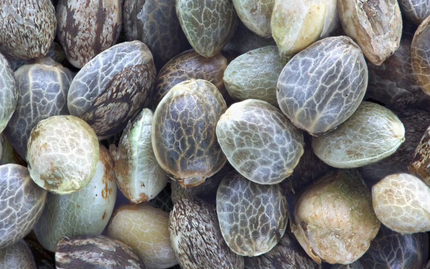 Pile of cannabis seeds