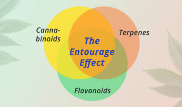 Ven diagram of the entourage efect, cannabinoids, flavonoids and terpenes