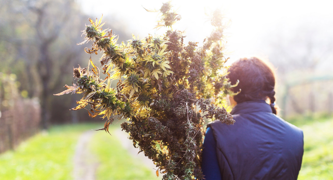 Woman carrying a harvest of weed stalks