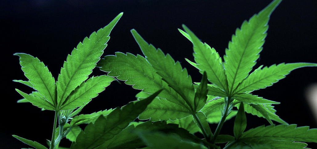 Cannabis Leaves