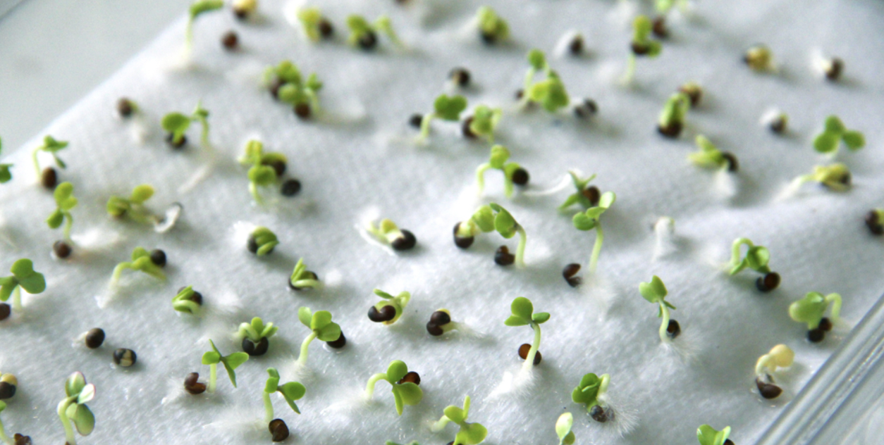 Germinating seeds on a paper towel