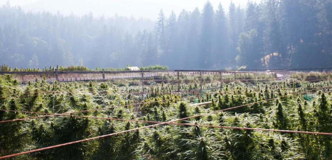 Image of a field of cannabis ready for harvest