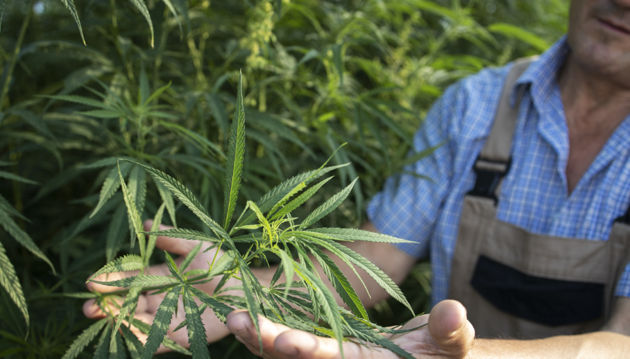 Cannabis Sativa leaves, outside on a farm being held by a farmer