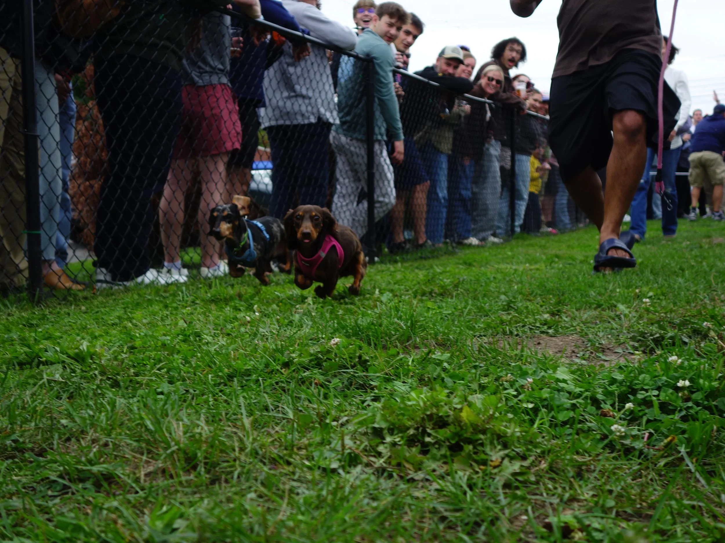 SparrowLieu_CP_DaschundRaces_9:20:26_26.JPG