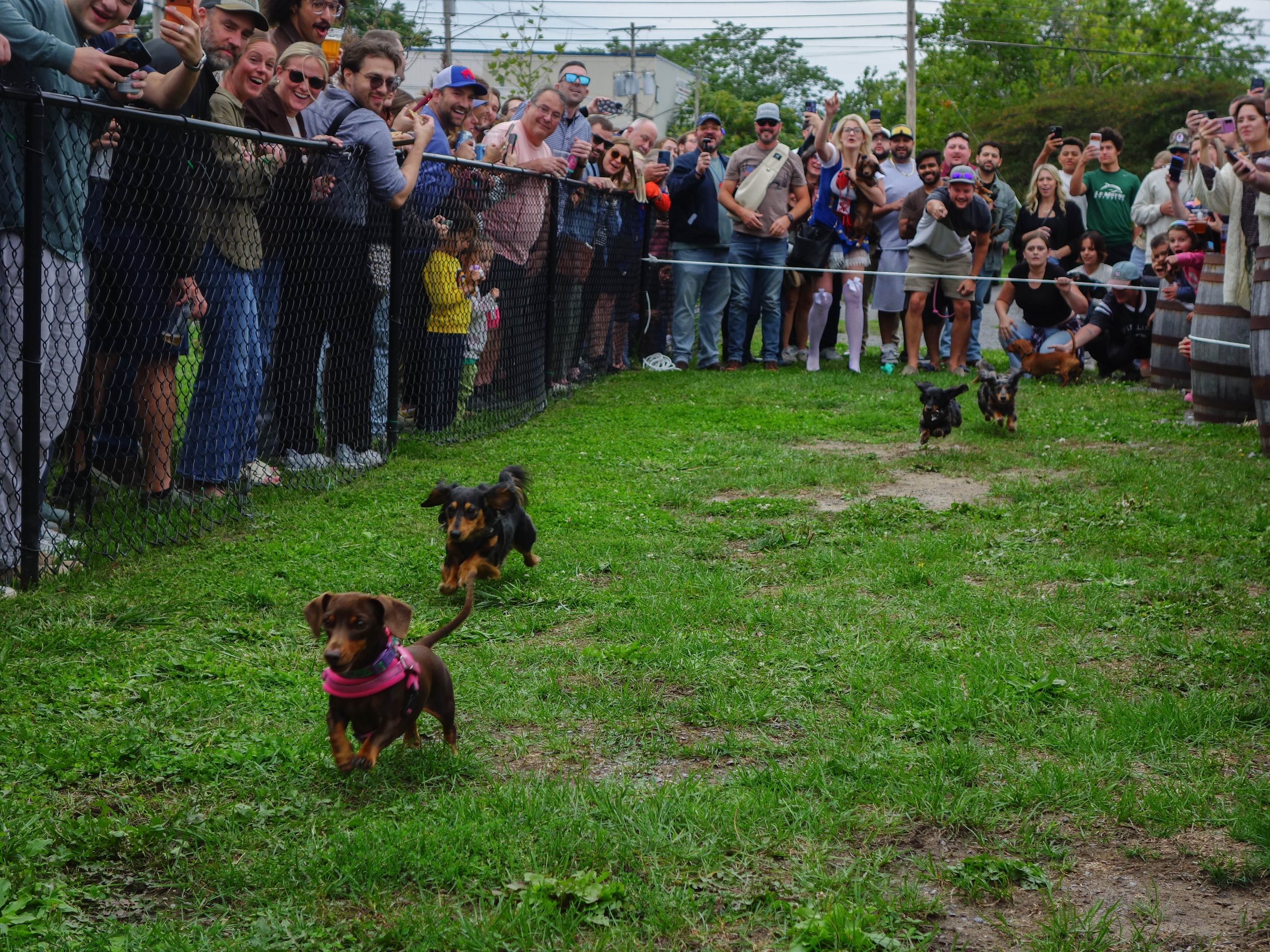 SparrowLieu_CP_DaschundRaces_9:20:26_30.jpg