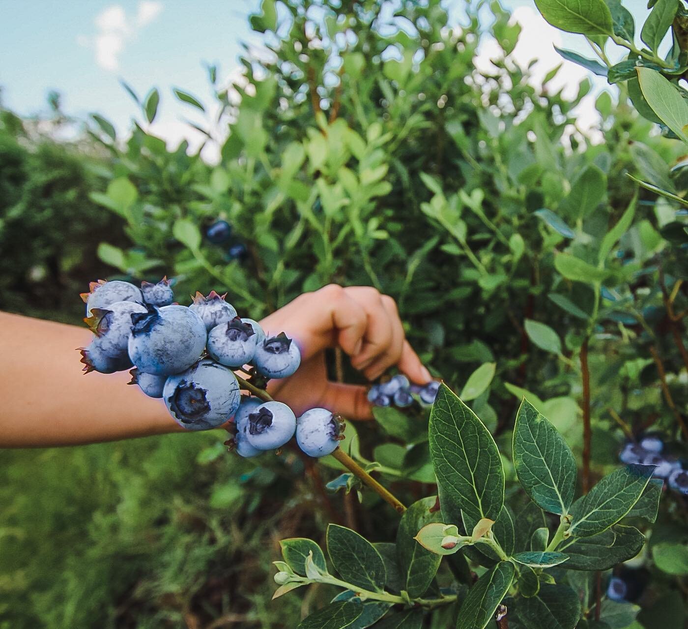 Blueberry season is in full swing at The Packing House! 🫐 Join us at our beautiful venue space for Blueberry Upick, live music, food, drinks and fun!

Hop on over to @farreachranch to see our Upick schedule and special events this season! 🫐☺️