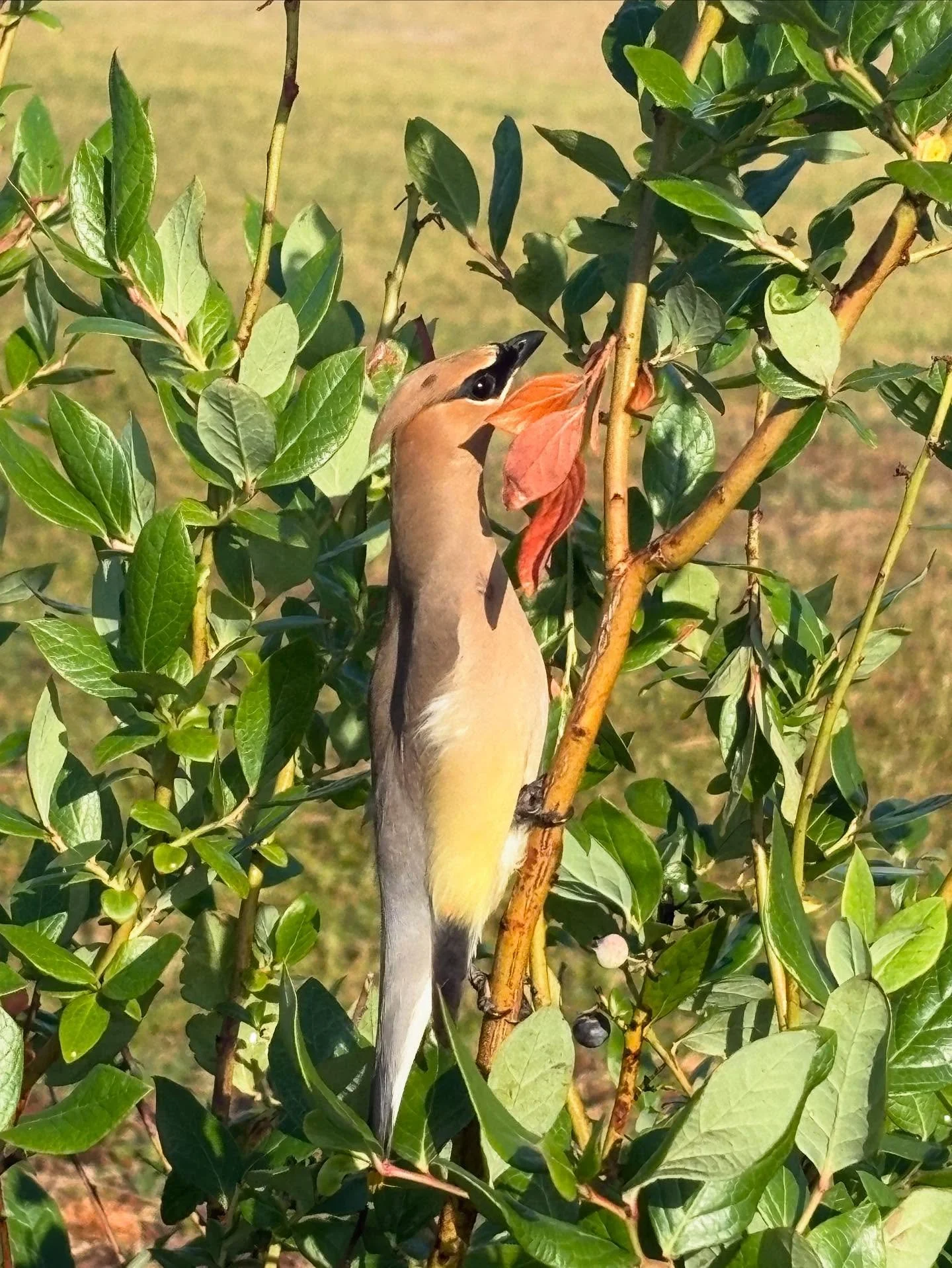Throwback to a little blueberry bush visitor we had this season! π¦ What kind of bird friend is this?! ππ»
And follow us at @fearreachscreampark to stay up to date on all our Halloween happenings this year! π»
