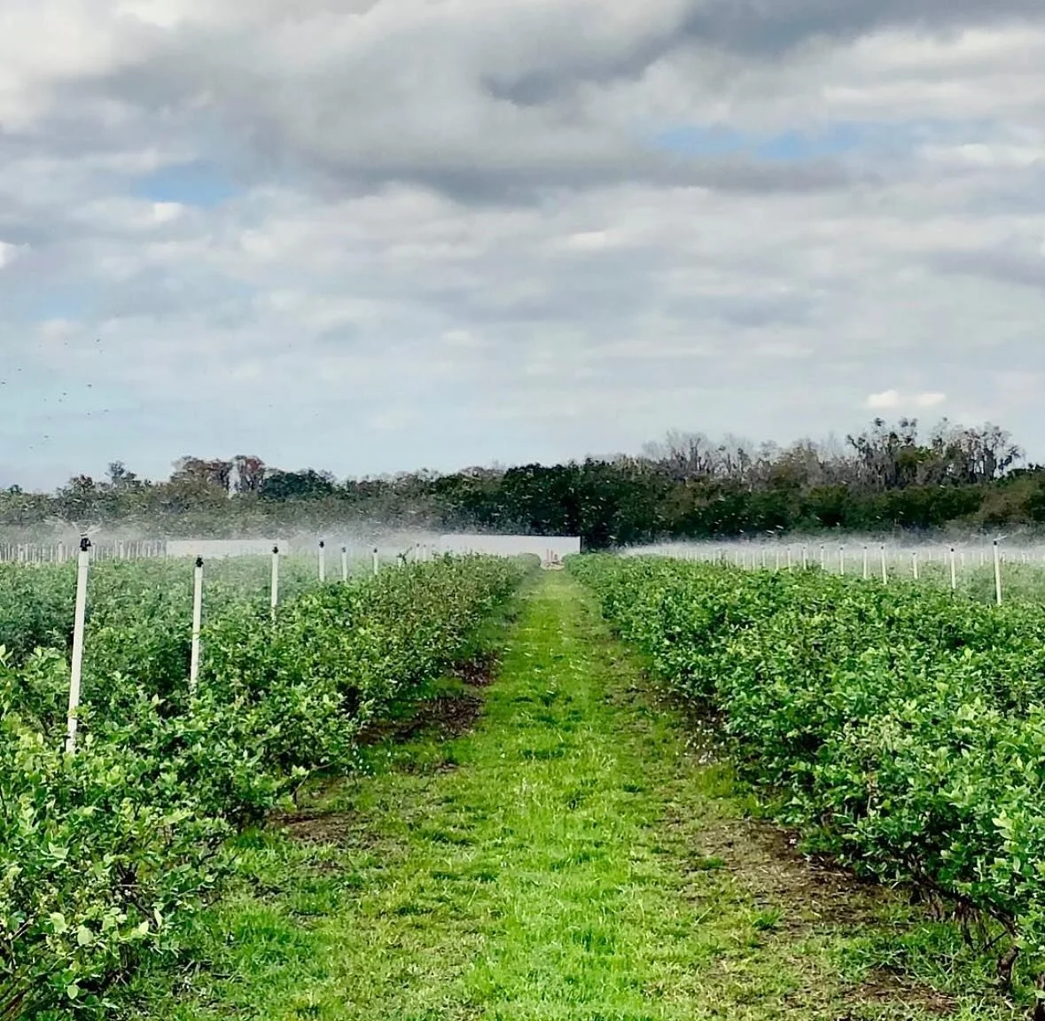 Keeping our plants well watered during the summer is a full time job! π But it’ll all be worth come Spring 2026 when we open back up for blueberry UPICK!! π«