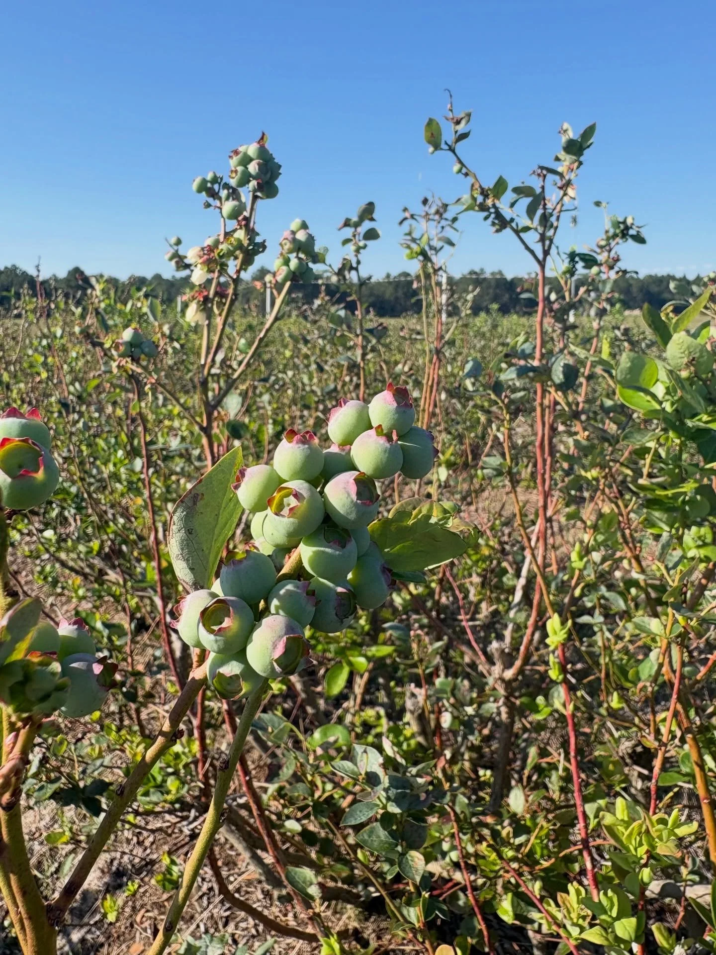 These berries should be blue in no time with the warmer weather this week and we can&rsquo;t wait! 🫐 

👉🏻Make sure you&rsquo;re following us so you get all the updates! @farreachranch