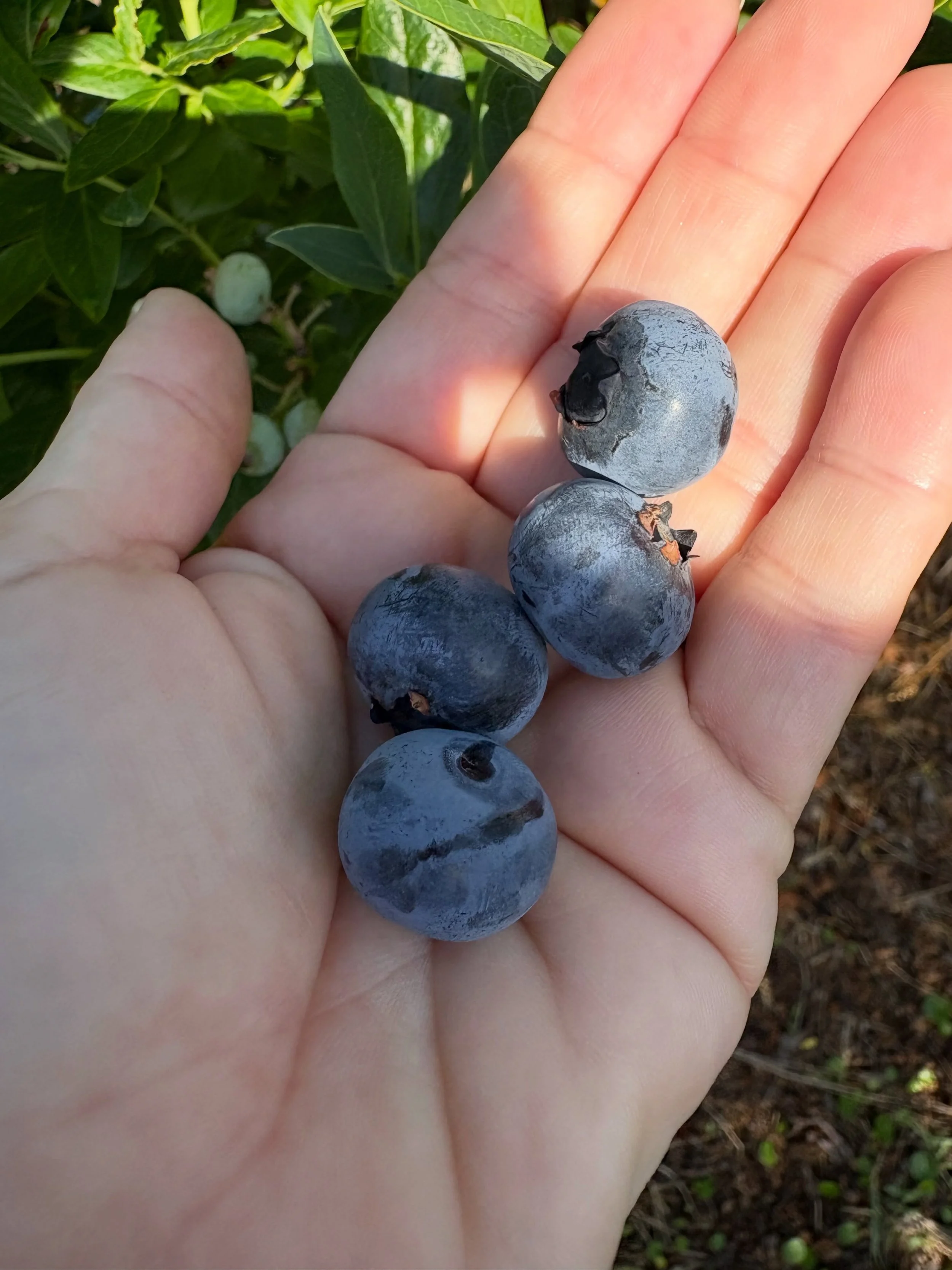 Sat &amp; Sun = your last chance for blueberries! 🫐 

Plus all weekend long we&rsquo;re celebrating the mamas:

Sat 5/9: 9-4
Sun 5/10: 10-4

🍹 Mimosa bar (moms get one free mimosa!)
🎶 Live music with @vinyl.brunch and guest vinyl djs
🍗 BBQ food t