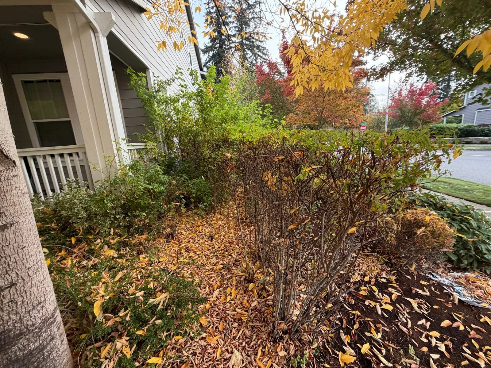 Leaf-covered shrub beds beside a front porch before cleanup in Tumwater, WA