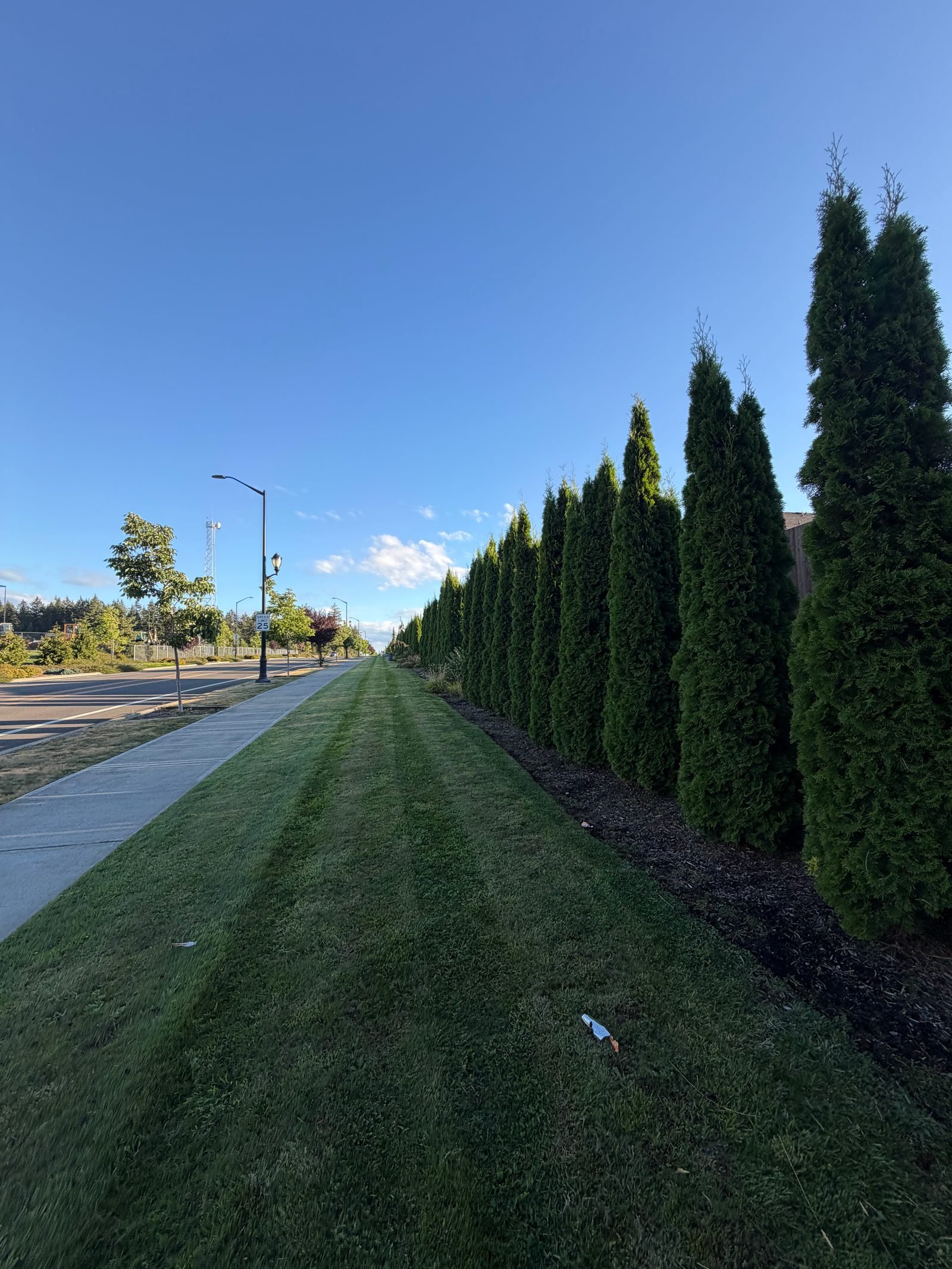 Striped lawn strip along a row of tall arborvitae in Lacey, WA