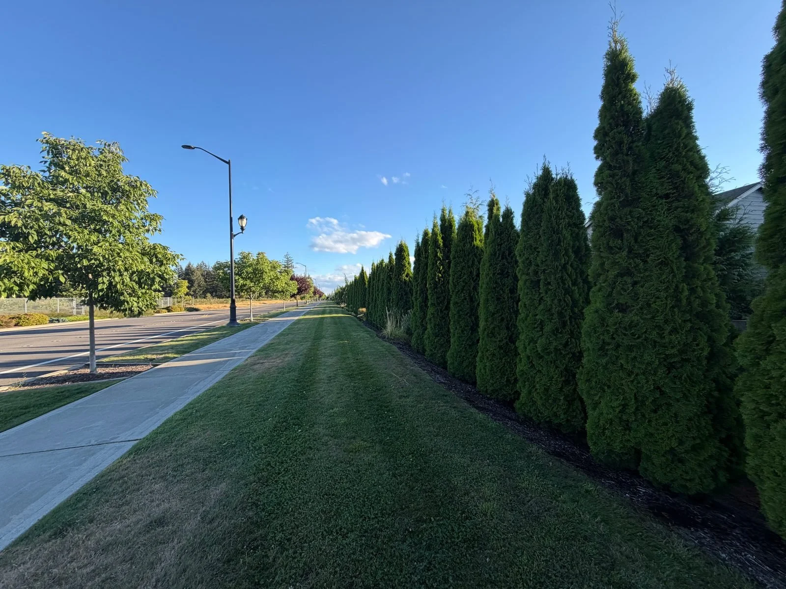 Tall evergreen hedge row next to a striped lawn in Lacey, WA