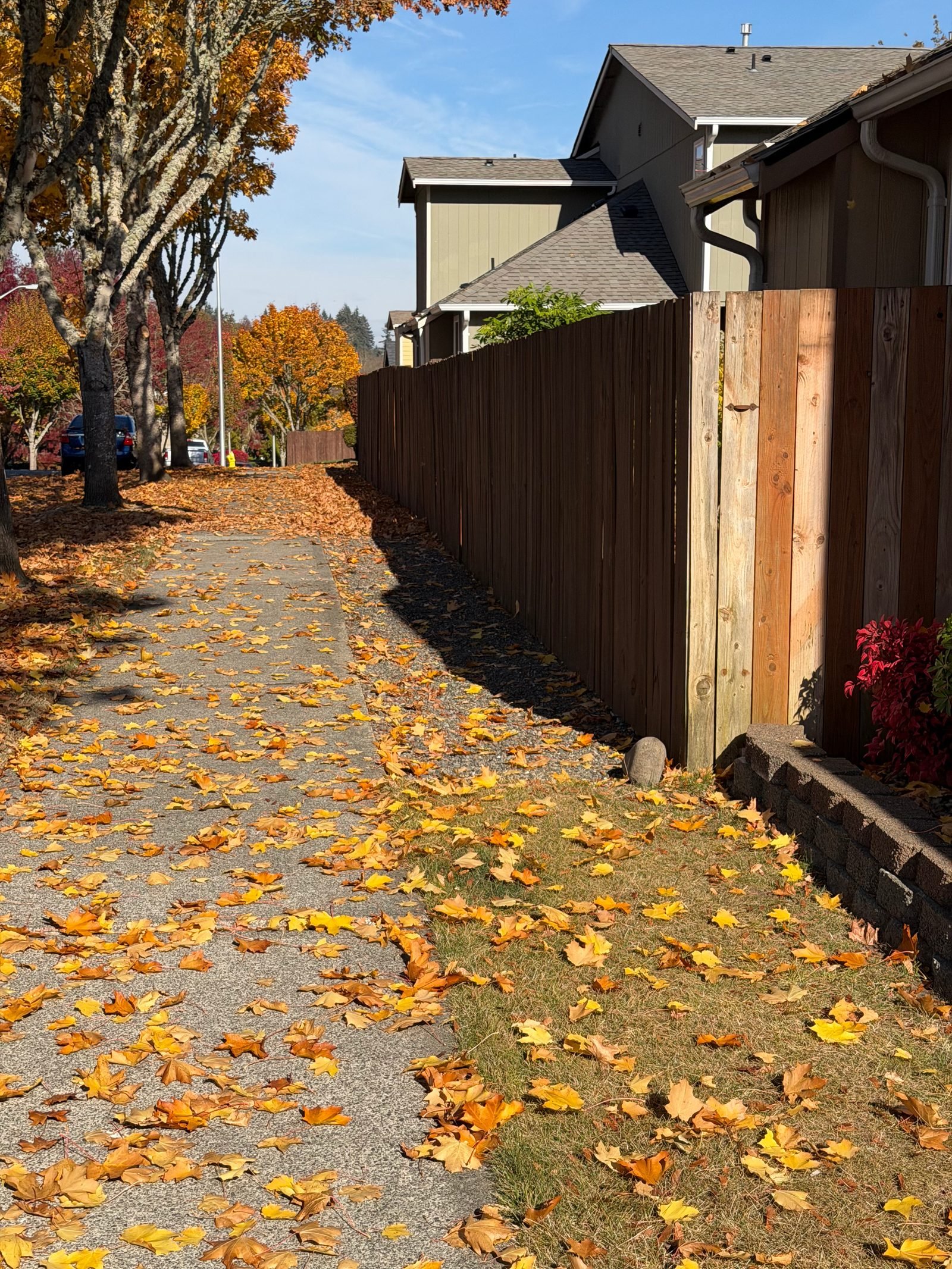 Fall leaves covering a garden path before cleanup in Olympia, WA