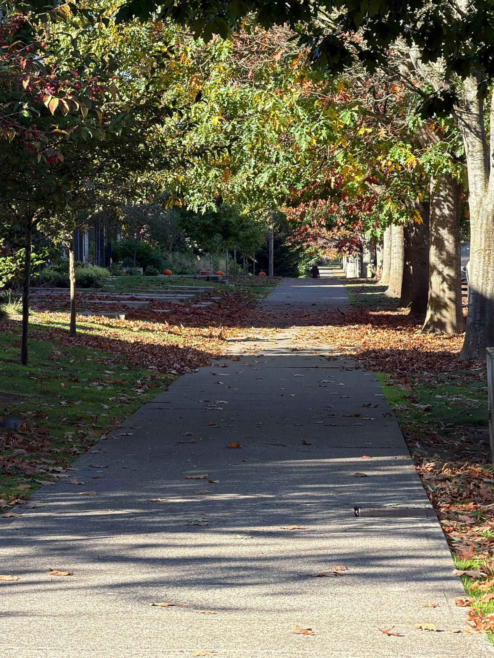 Fall leaves along a tree-lined sidewalk in Lacey, WA