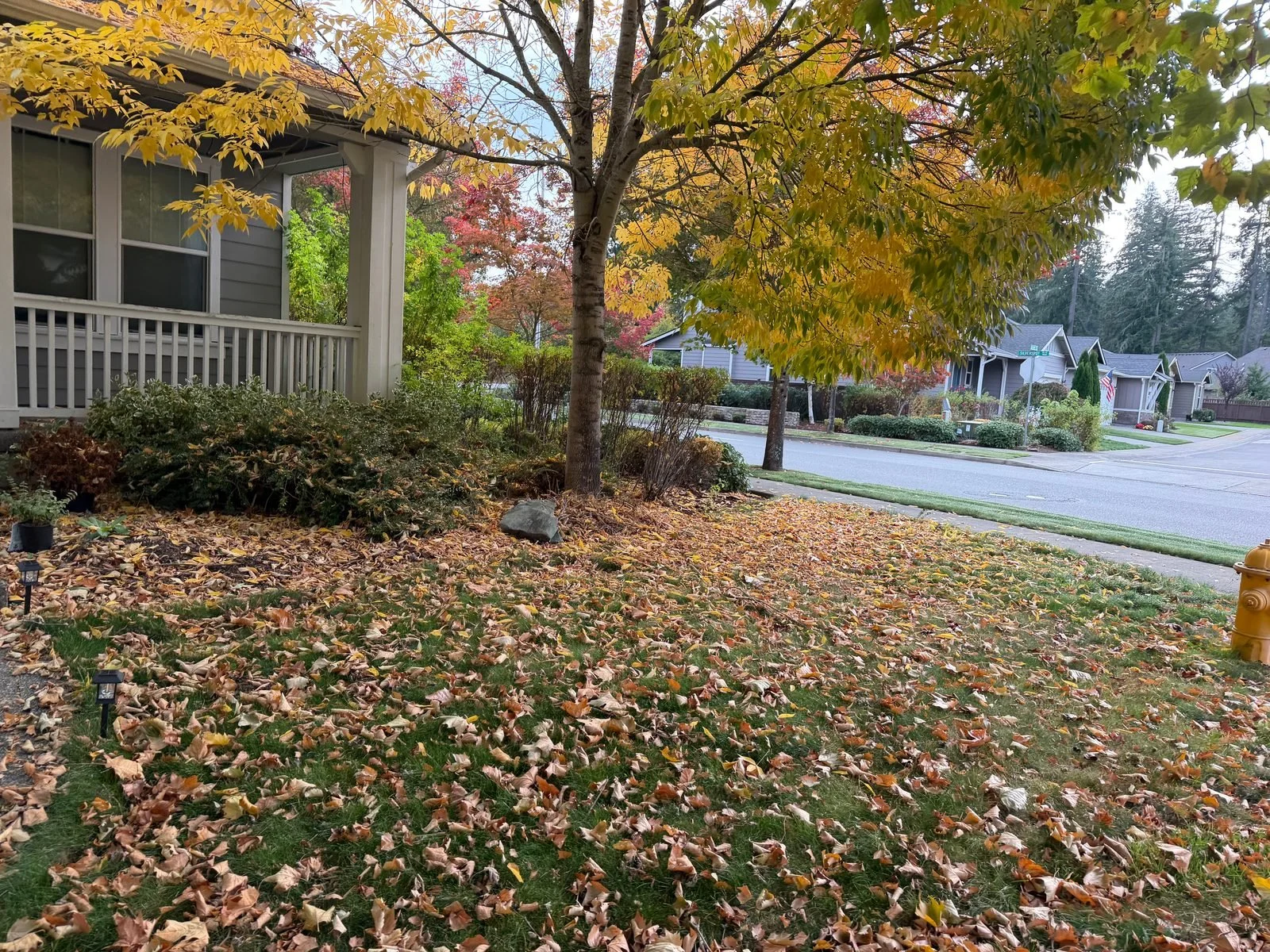 Fall leaves across a yard during a leaf cleanup in Tumwater, WA