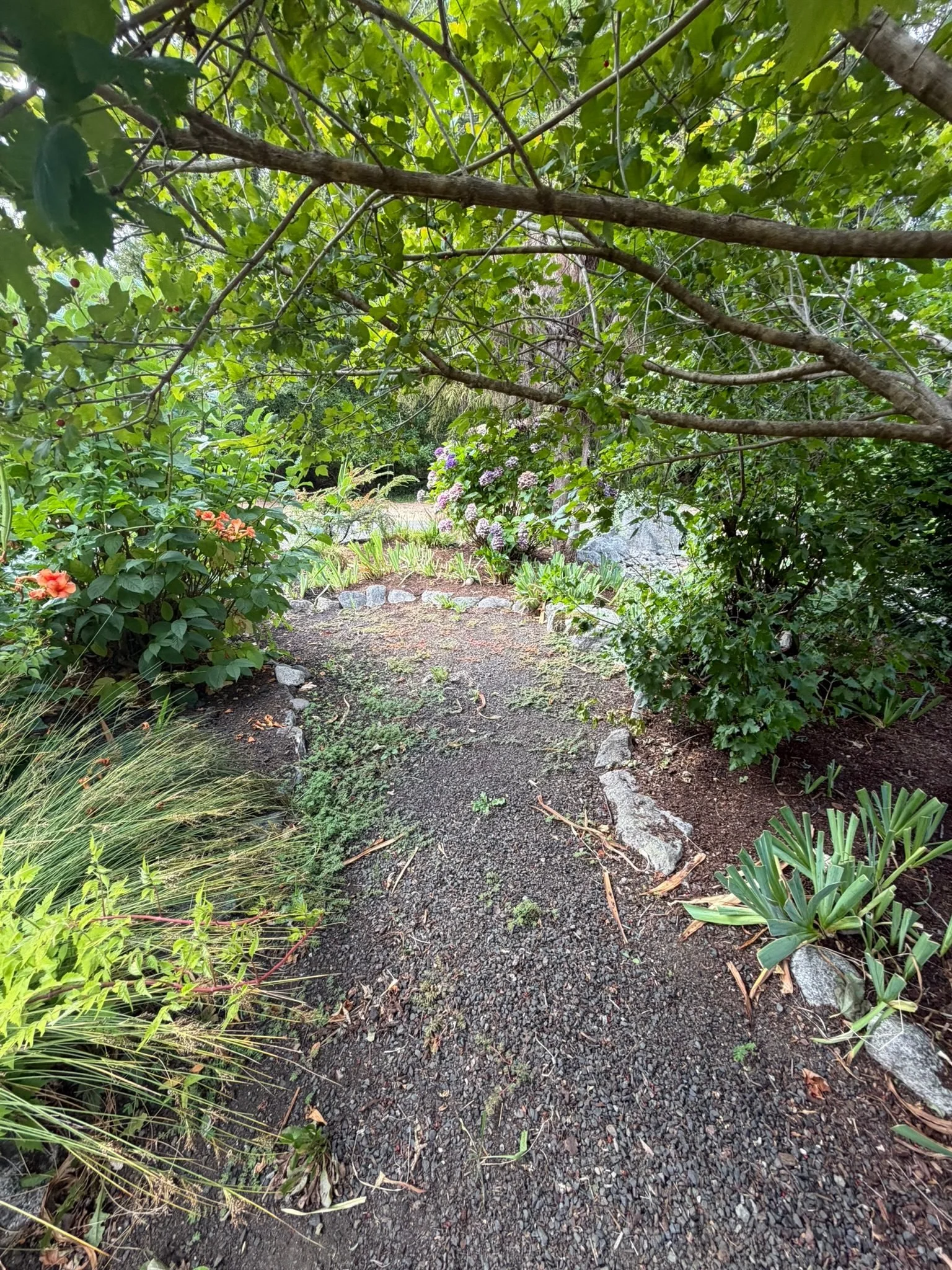 Gravel garden path between planting beds in Olympia, WA