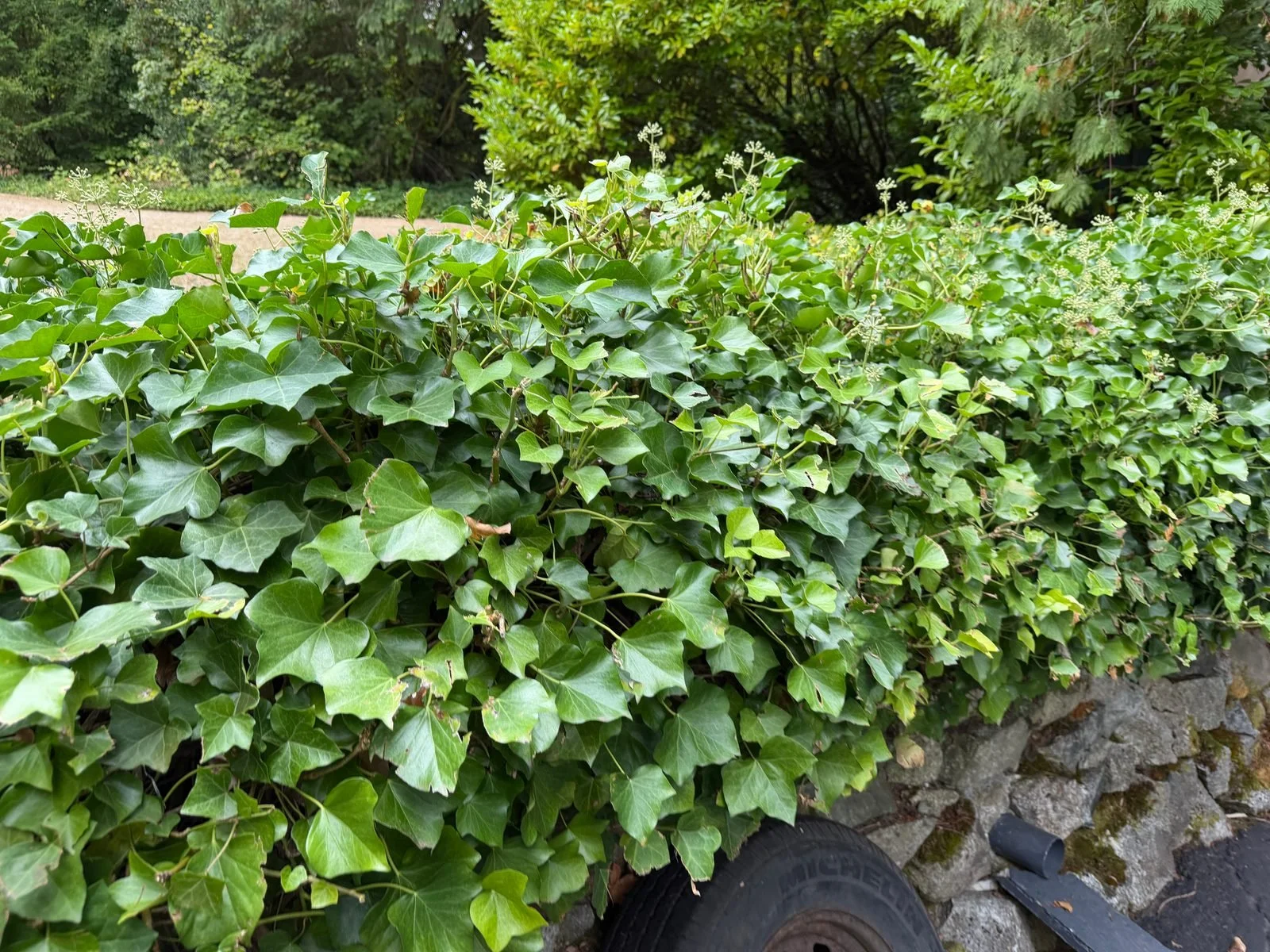 Overgrown rock wall covered in ivy before cleanup in Olympia, WA