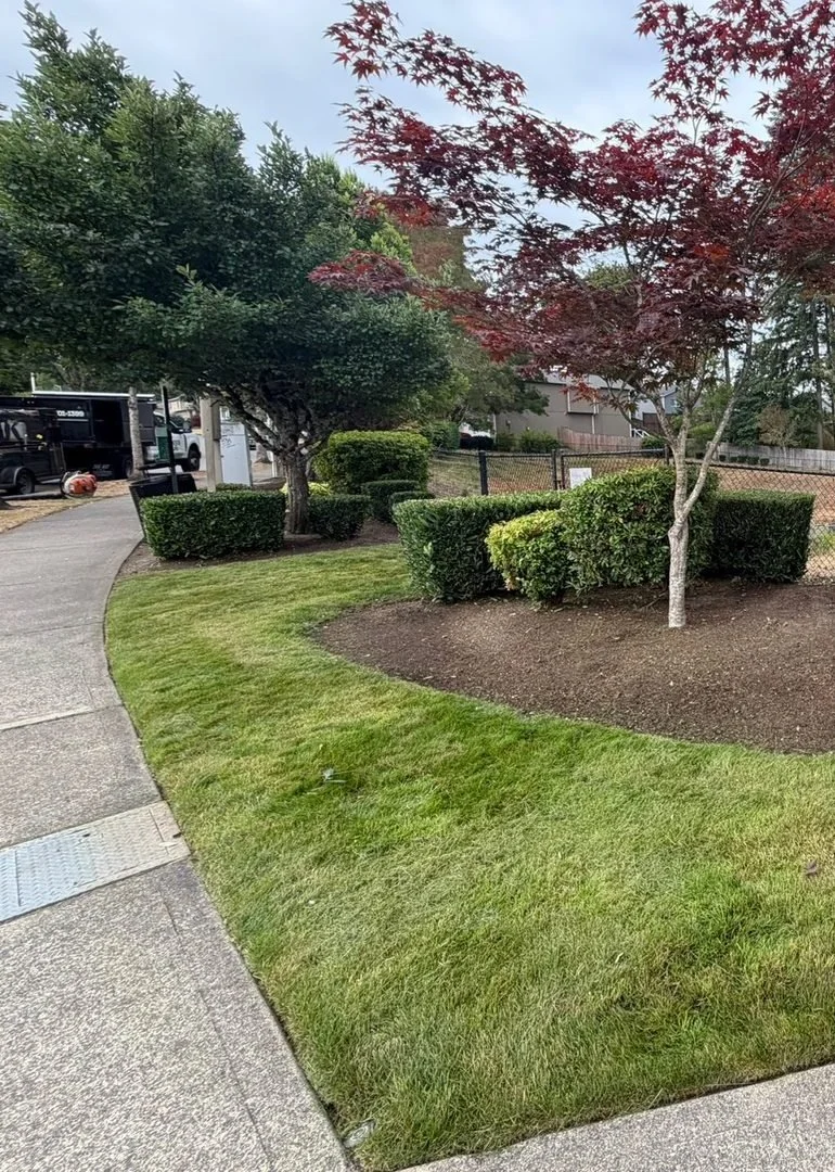 Trimmed shrubs, a red Japanese maple and a fresh planting bed in Olympia, WA