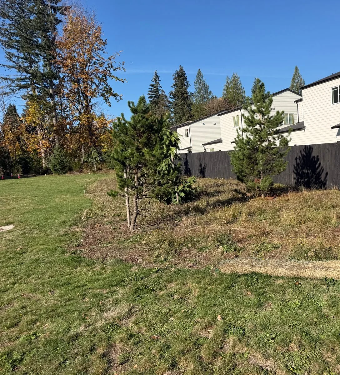 Planted berm with young pines beside a lawn in Tumwater, WA