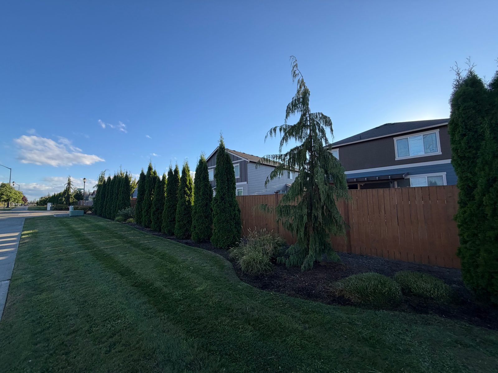 Mulched shrub bed with arborvitae along a cedar fence and a freshly striped lawn in Lacey, WA