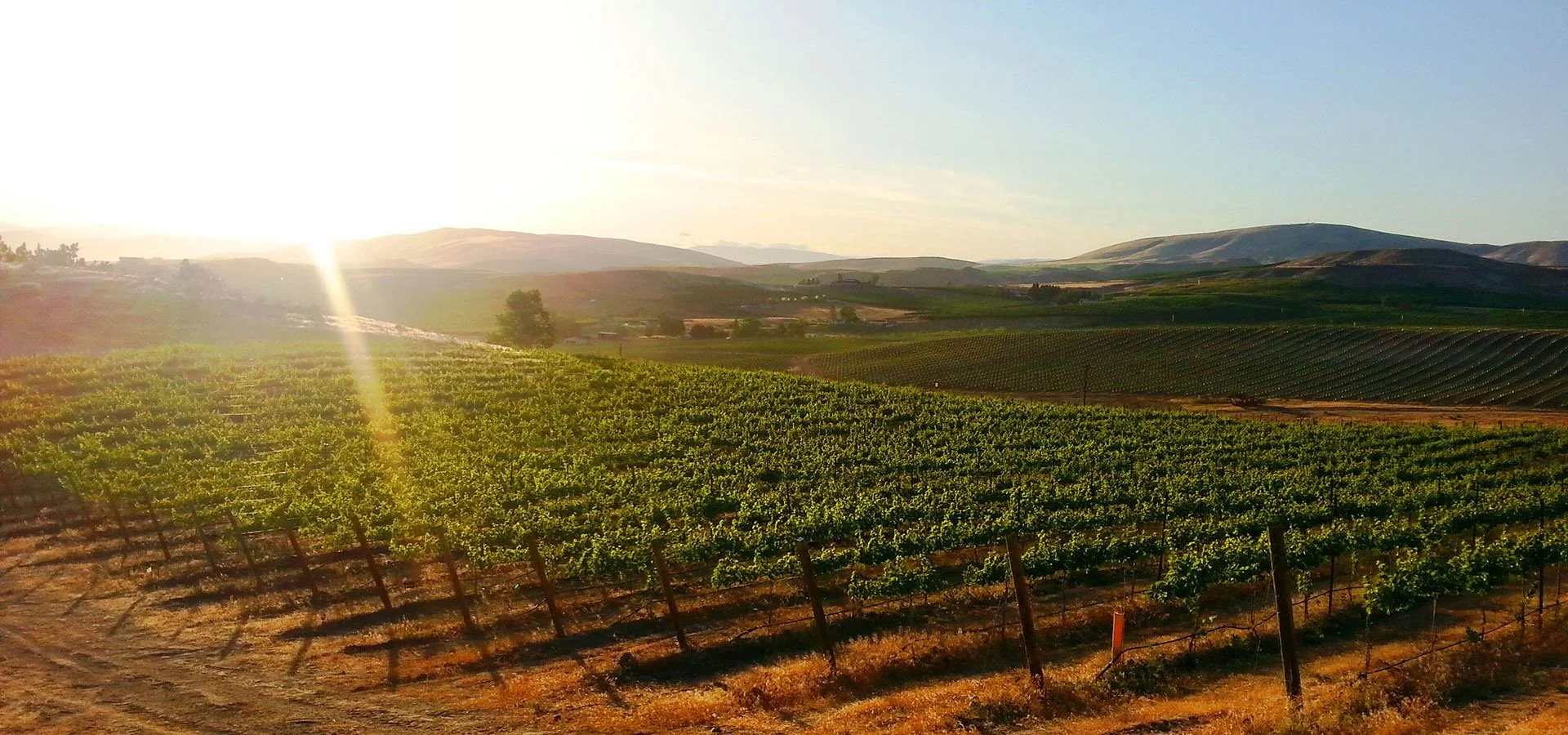 Dineen Vineyards Winemaker Dinner
