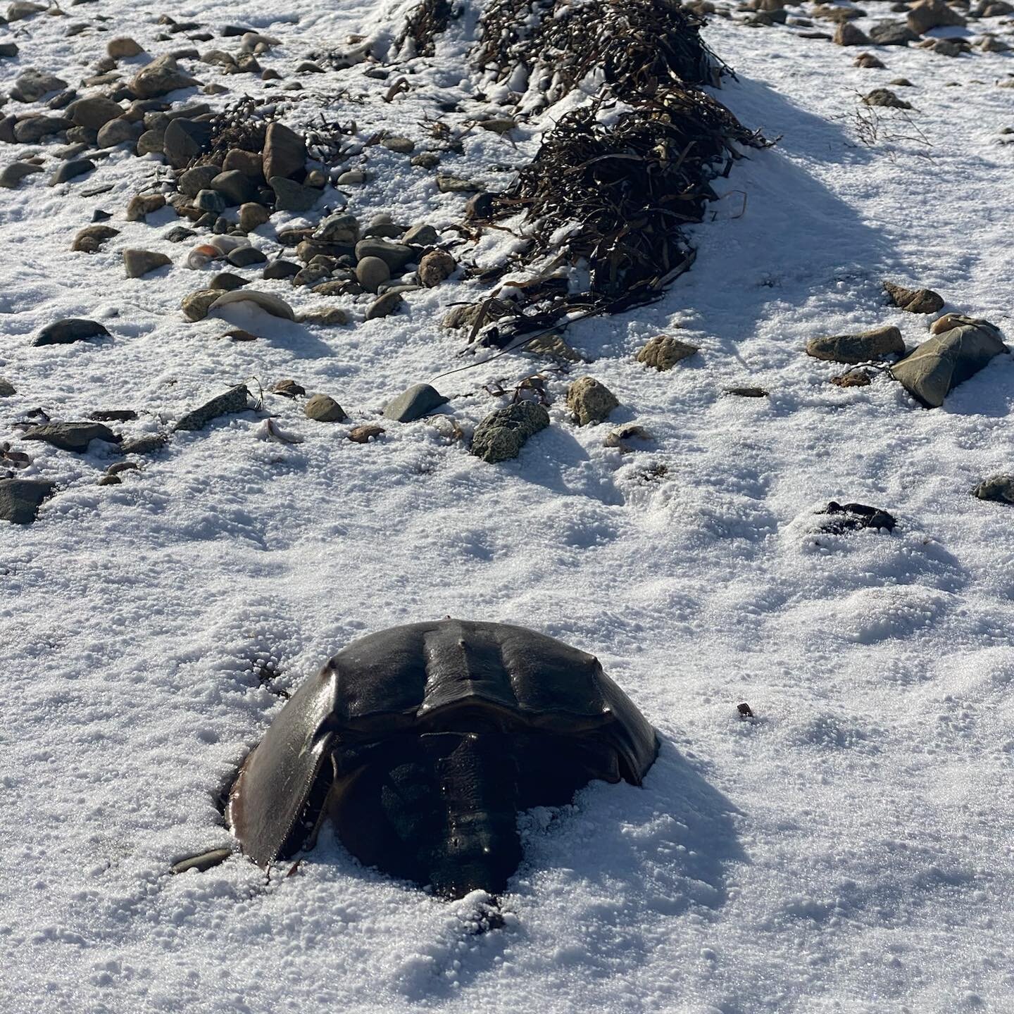 A dusting of snow fell on the island earlier this week, seen here surrounding a horseshoe crab carapace.

📷: @pblack444 

#snow
#conservation 
#landconservation 
#openspace 
#nature
