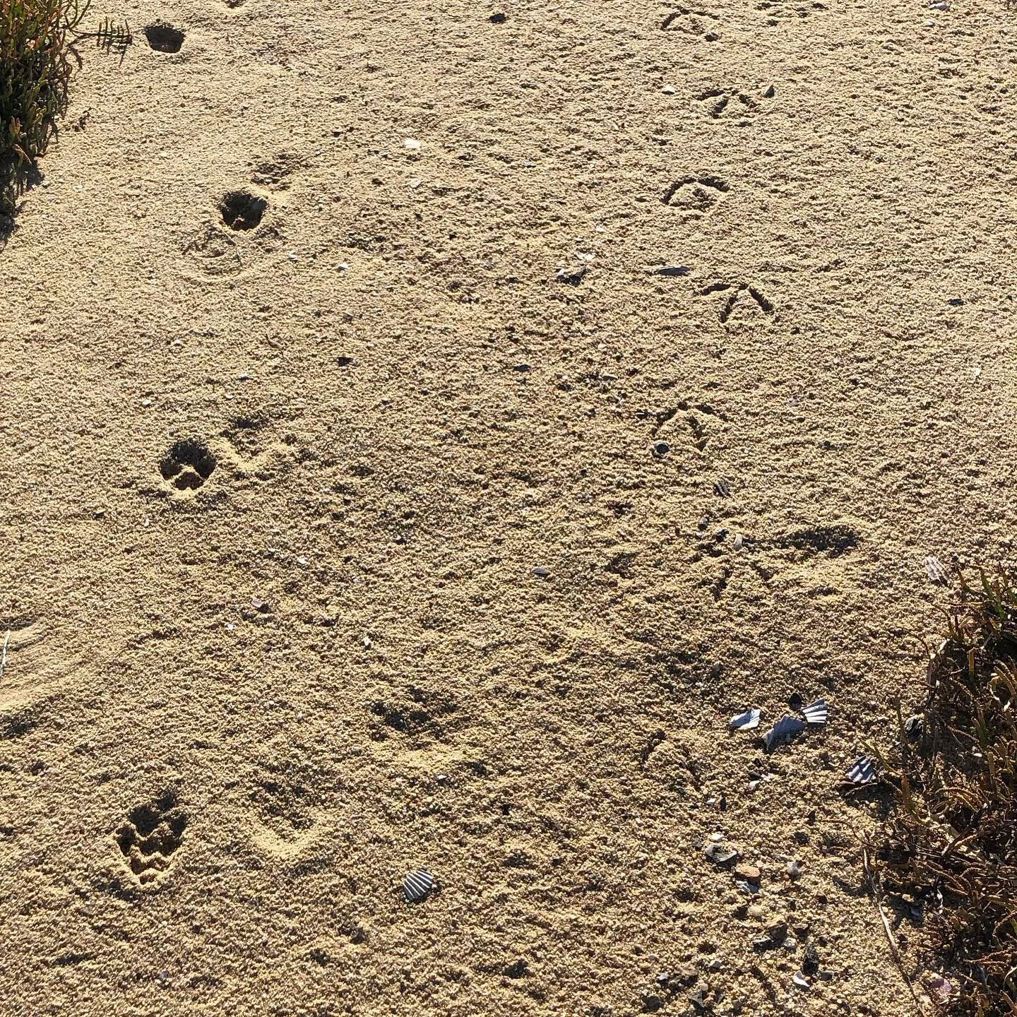 Animal tracks on the island - coyote and gull? 

#animaltracks 
#conservation 
#landconservation 
#openspace 
#nature