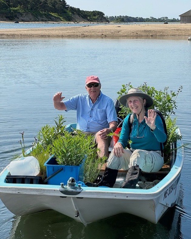 As part of Sipson Island Trust&rsquo;s rewilding project, our Land Management team has planted close to 250 native shrubs and perennials on the island since March. They&rsquo;ve also been busy sowing native seeds and removing invasive growth. These e