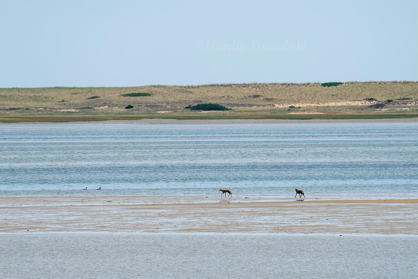 Enhancing wildlife and marine habitats is a key goal of Sipson's rewinding and land management plans. So many animals (like these two coyotes) regularly visit the island,and many call it home. Thank you for helping us protect the ecosystems where the