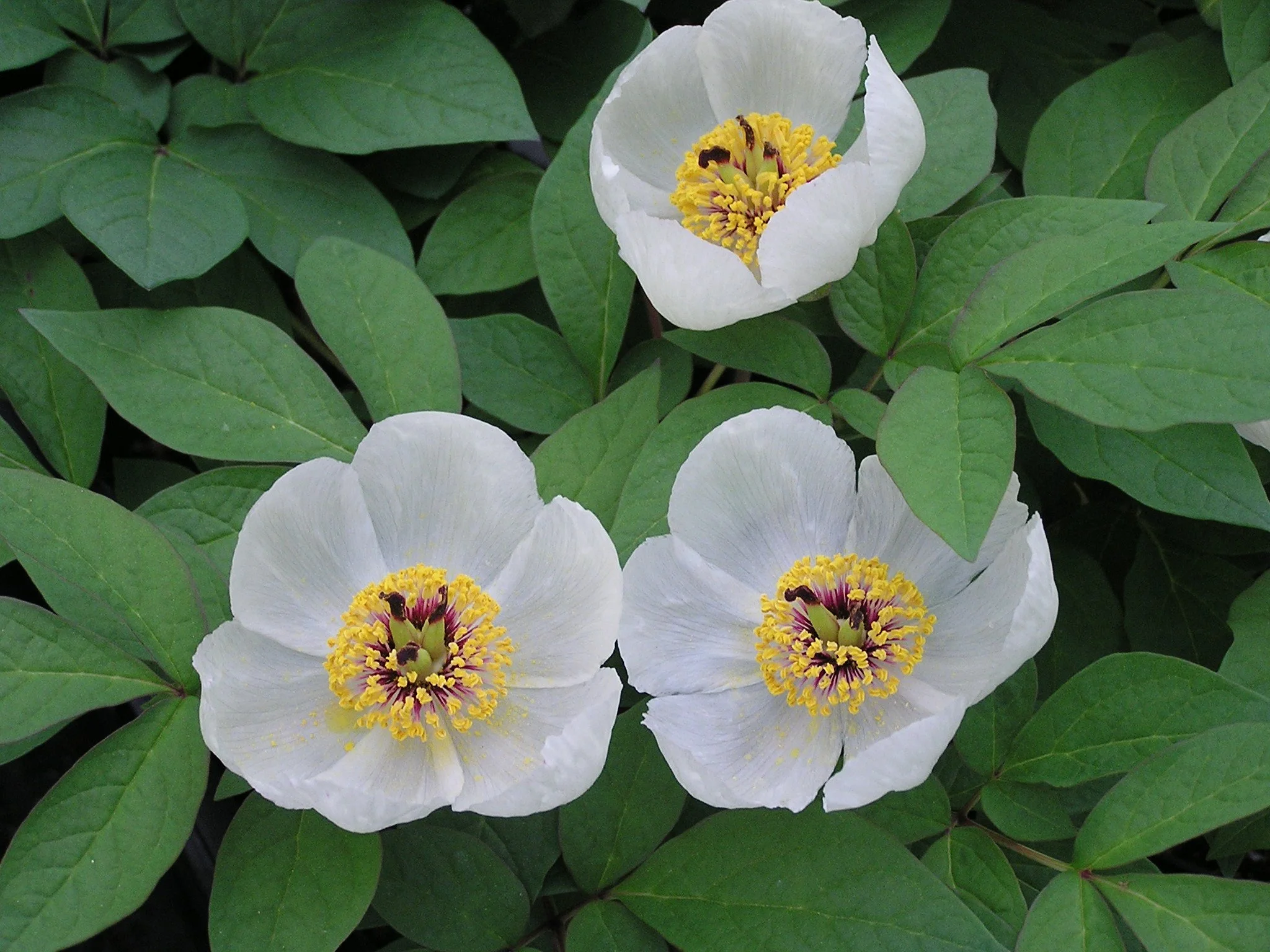 Paeonia japonica 3.jpg